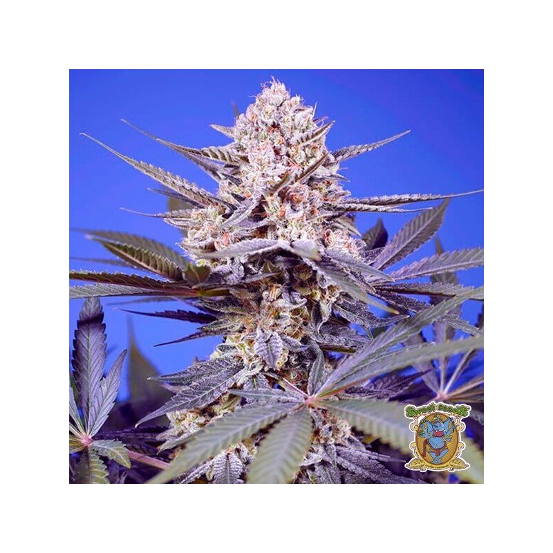 Pineapple Slush XL Auto, Фасовка: 5+2